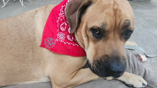 Badass Doggy Bandanas